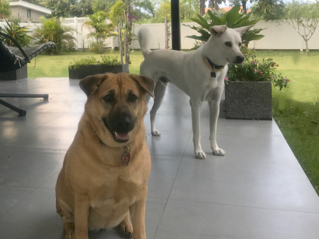 Eddie and Penny Thailand Housesit