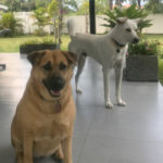 Eddie and Penny Thailand Housesit