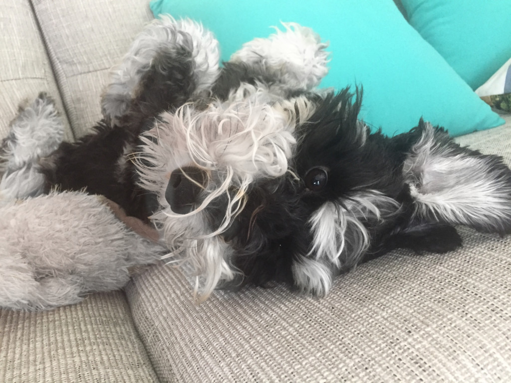 Leo the Schnauzer looking oh so cute