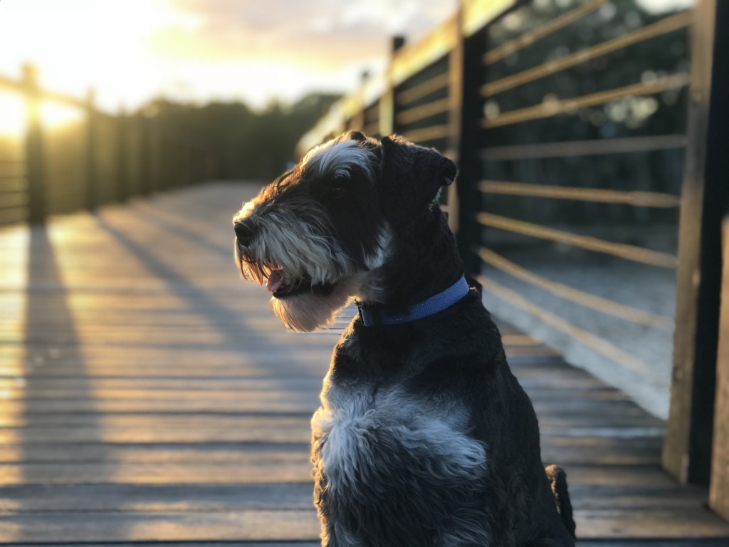 Leo the Schnauzer of Twin Waters with Tegan Marshall and Clark Marshall in Australia