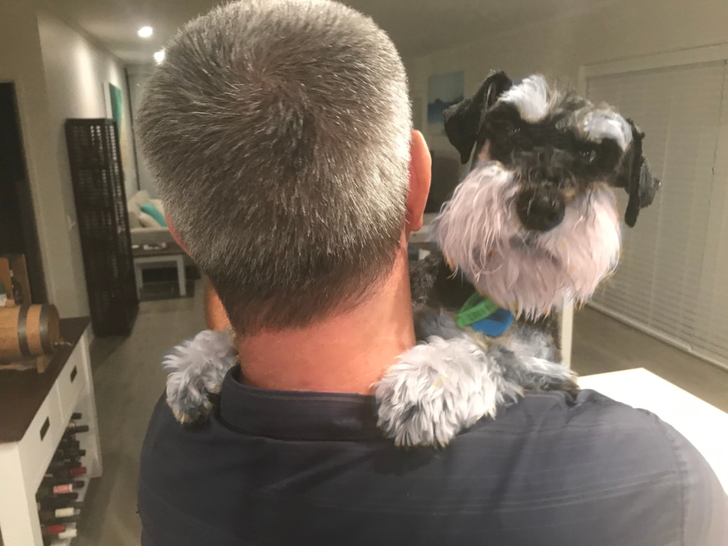 Clark Marshall getting cuddles from Leo the Schnauzer in Australia