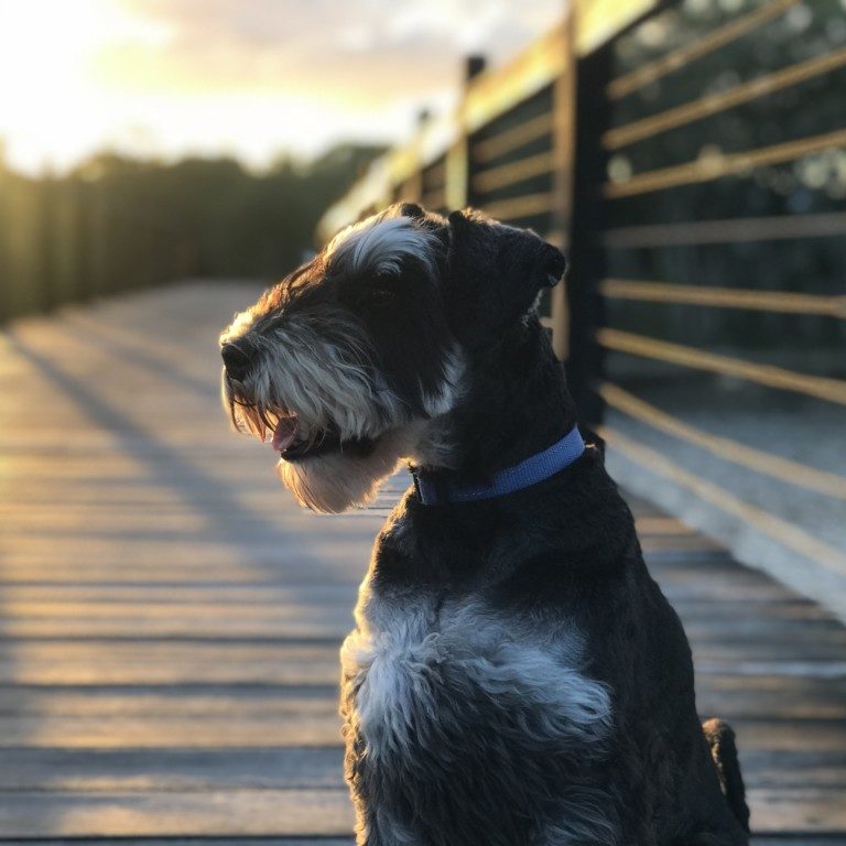 Leo the Schnauzer of Twin Waters with Tegan Marshall and Clark Marshall in Australia