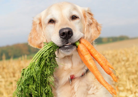 are-carrots-good-for-dogs-1