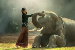 Thailand Elephant